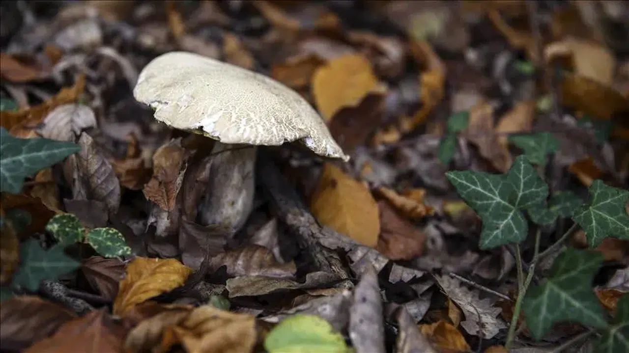Mantar toplarken kayboldu: Arama çalışmaları devam ediyor