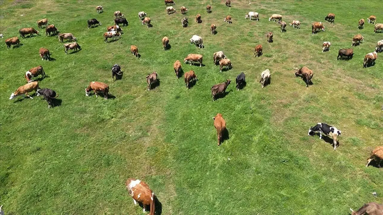 Ardahan'da üreticiye dev destek
