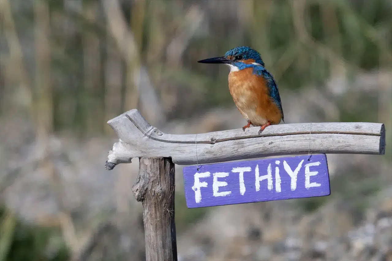 Fotoğrafçıların yeni durağı: Kuş Cenneti