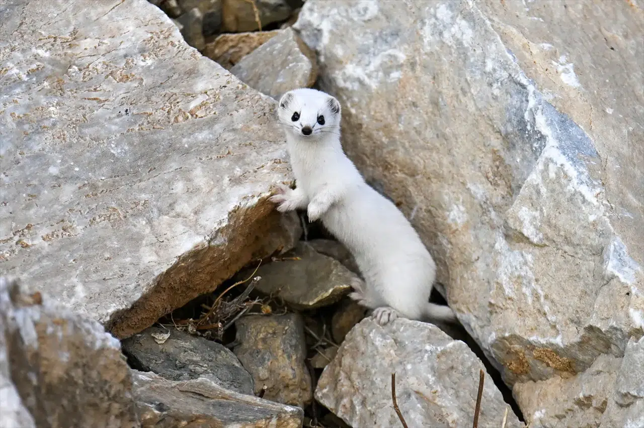 Van'da nesli koruma altındaki Beyaz Gelincik görüntülendi