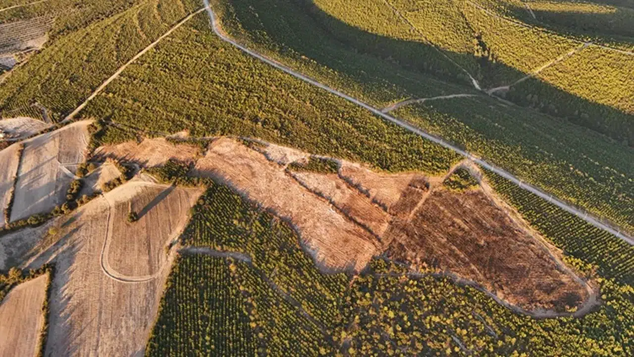 Osmaniye'de yanan ormanlık alana 7 bin 500 fidan dikilecek