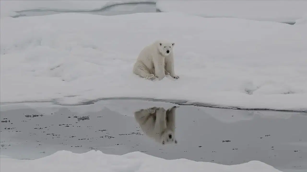 Küresel ısınma kutup ayılarının DNA yapısını değiştirdi
