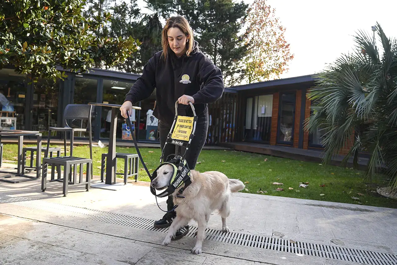 Rehber köpekler görme engellilerin yol arkadaşı oluyor