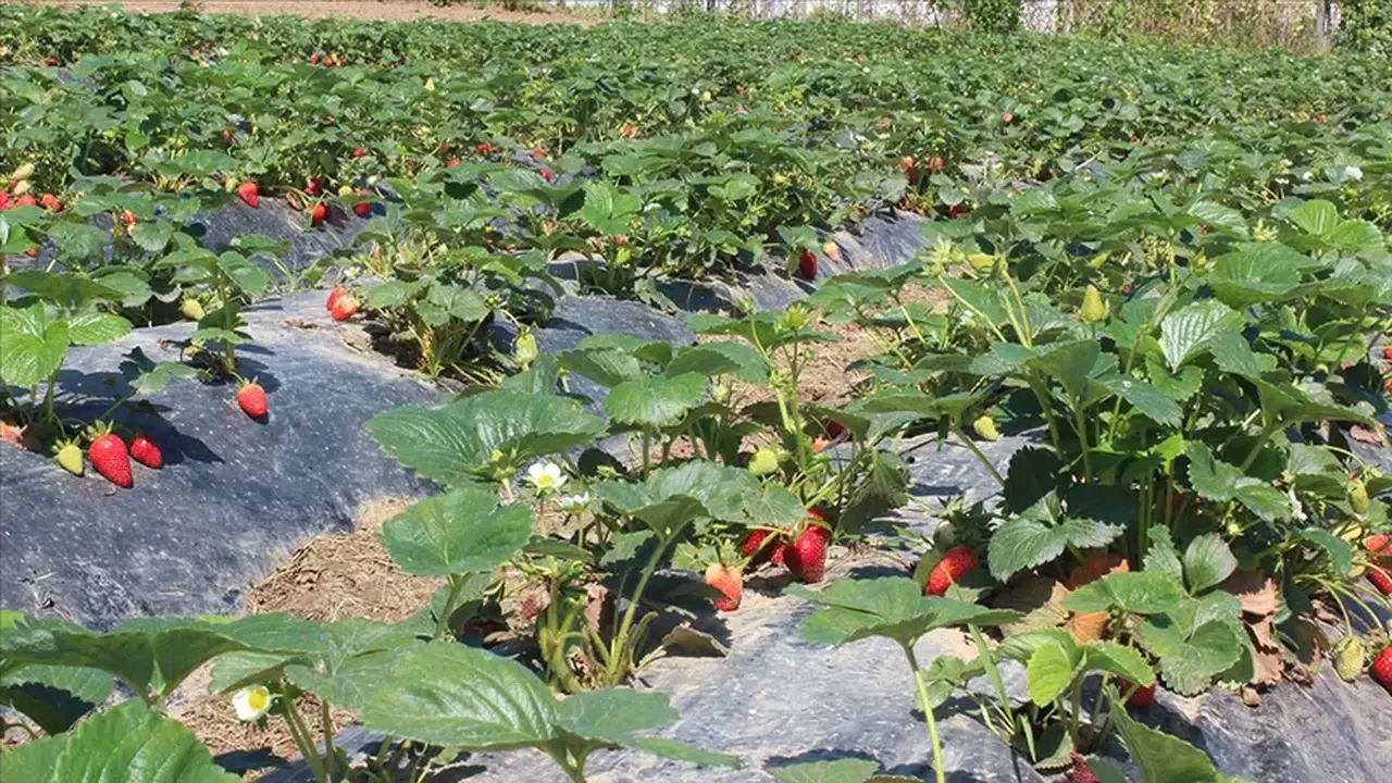 Türkiye'de organik tarım üretimi desteklerle zirveye çıktı