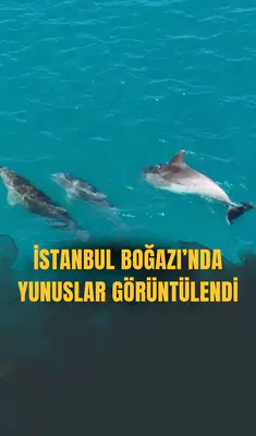 İstanbul Boğazı'nda yunuslar görüntülendi