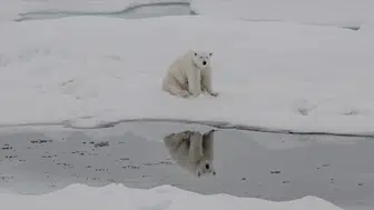 Küresel ısınma kutup ayılarının DNA yapısını değiştirdi