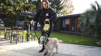 Rehber köpekler görme engellilerin yol arkadaşı oluyor