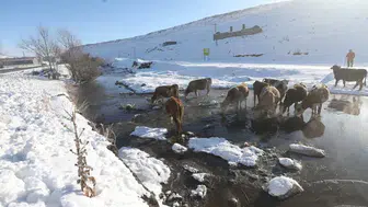 Kars'taki menderesler kış aylarında besicilerin can suyu oluyor