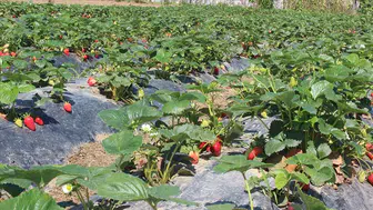 Türkiye'de organik tarım üretimi desteklerle zirveye çıktı