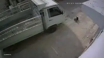 Adana'da kedileri ezen sürücüye emsal olacak barınak cezası