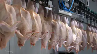 Ticaret Bakanlığından, kanatlı eti ihracatının durdurulmasına ilişkin açıklama