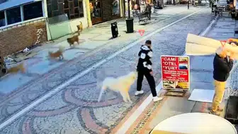 Başıboş köpek saldırdı, 19 yaşındaki genç yaralandı