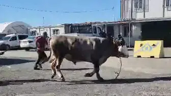 Sultangazi’de kaçan kurbanlık boğa paniğe neden oldu