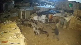 İşgal altındaki Batı Şeria’da baskın: Filistinlilere ait küçükbaş hayvanlar götürüldü