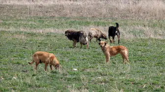 İstanbul'da sokak hayvanları için kararlı adım: Sahipsiz köpeklerin yüzde 46’sı toplandı