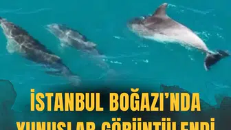 İstanbul Boğazı'nda yunuslar görüntülendi