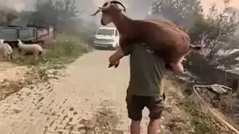 Seydikemer’deki orman yangınında keçiyi sırtına alarak kurtardı