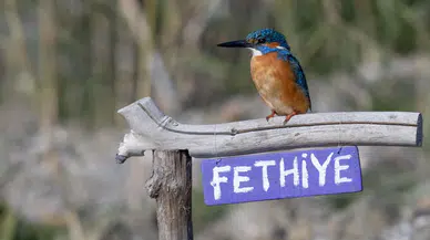 Fotoğrafçıların yeni durağı: Kuş Cenneti