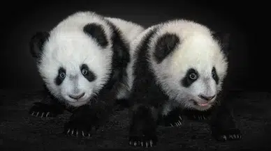 İkiz pandalar Çin'e dönüyor