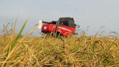 Bakan Yumaklı duyurdu: Üreticiye 4,2 milyar liralık ödeme