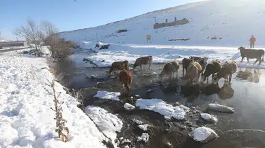 Kars'taki menderesler kış aylarında besicilerin can suyu oluyor