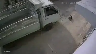 Adana'da kedileri ezen sürücüye emsal olacak barınak cezası