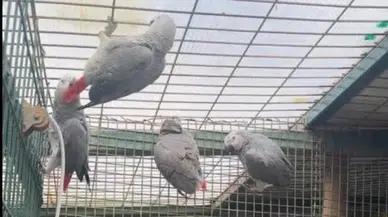 İstanbul Havalimanı'nda 20 papağan ele geçirildi