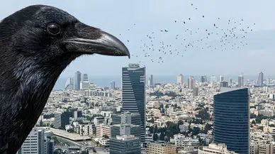 Tel Aviv’de karga sürüsü paniğe neden oldu