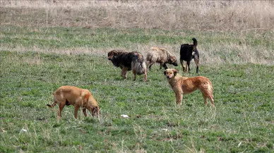 İstanbul'da sokak hayvanları için kararlı adım: Sahipsiz köpeklerin yüzde 46’sı toplandı