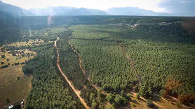 Sıcaklık artışıyla orman yangını riski yükseldi