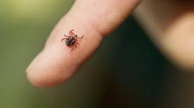 Sıcaklıkların artmasıyla kene vakalarında yükseliş