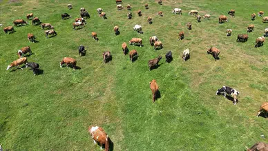 Ardahan'da üreticiye dev destek