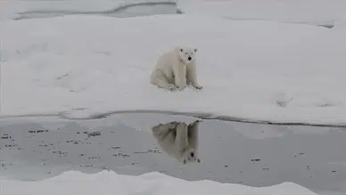 Küresel ısınma kutup ayılarının DNA yapısını değiştirdi
