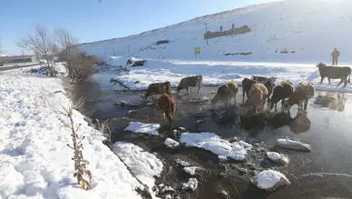 Kars'taki menderesler kış aylarında besicilerin can suyu oluyor