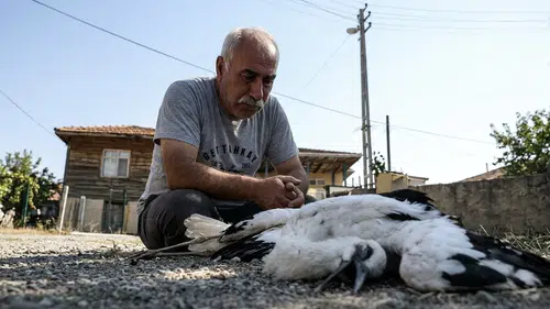 Bahçesindeki leylekleri ölü bulan vatandaş gözyaşlarına boğuldu