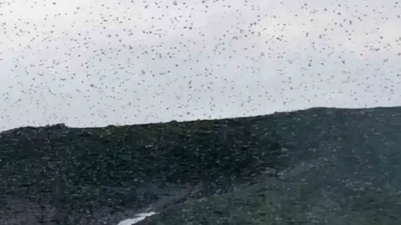 Elazığ semalarında böcek bulutu: Gökyüzü karardı