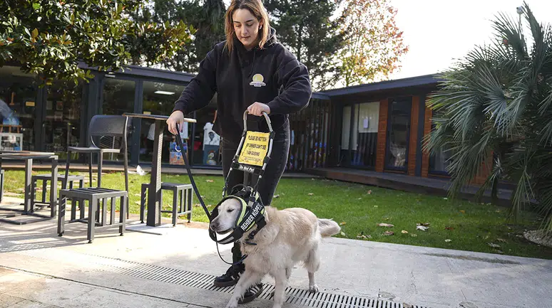 Rehber köpekler görme engellilerin yol arkadaşı oluyor