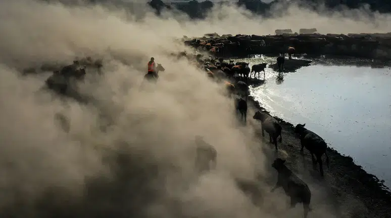 Ağrı Dağı'nın kovboyları yılkı atlarıyla sürüleri yönetiyor