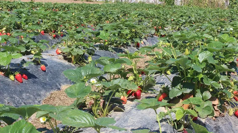 Türkiye'de organik tarım üretimi desteklerle zirveye çıktı