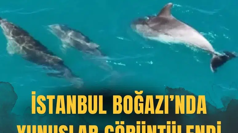 İstanbul Boğazı'nda yunuslar görüntülendi