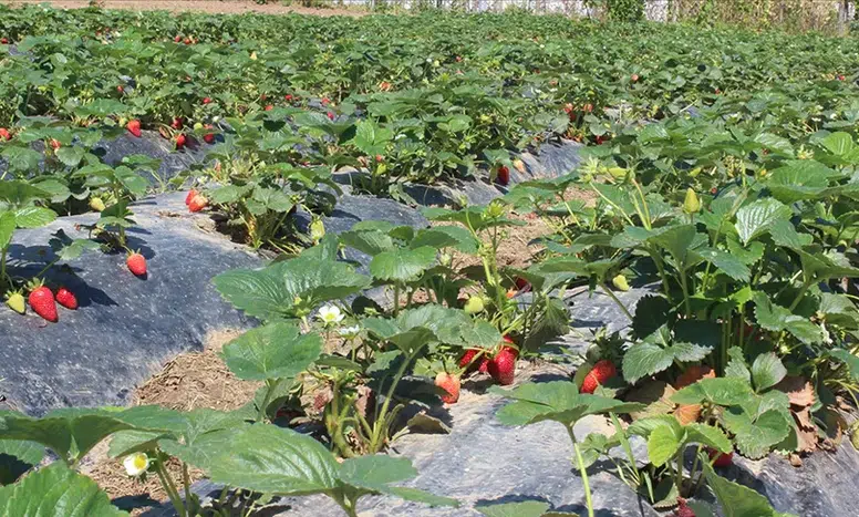 Türkiye'de organik tarım üretimi desteklerle zirveye çıktı
