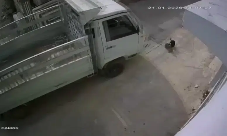 Adana'da kedileri ezen sürücüye emsal olacak barınak cezası