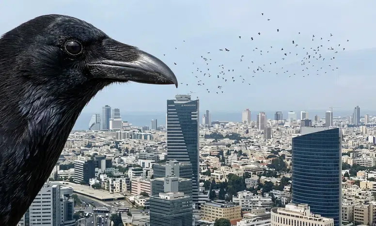 Tel Aviv’de karga sürüsü paniğe neden oldu