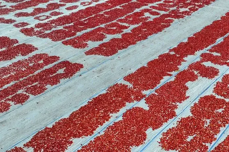 Türkiye, kurutulmuş domates ihracatından 6 ayda 61 milyon dolara yakın gelir elde etti